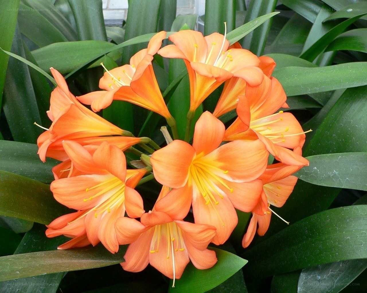 cluster of orange flowers