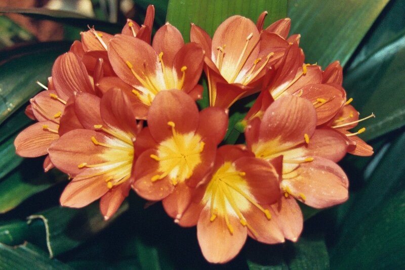 cluster of orange flowers