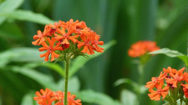 Cluster of Orange Flowers — Calm, Photograph, Green Leaves
