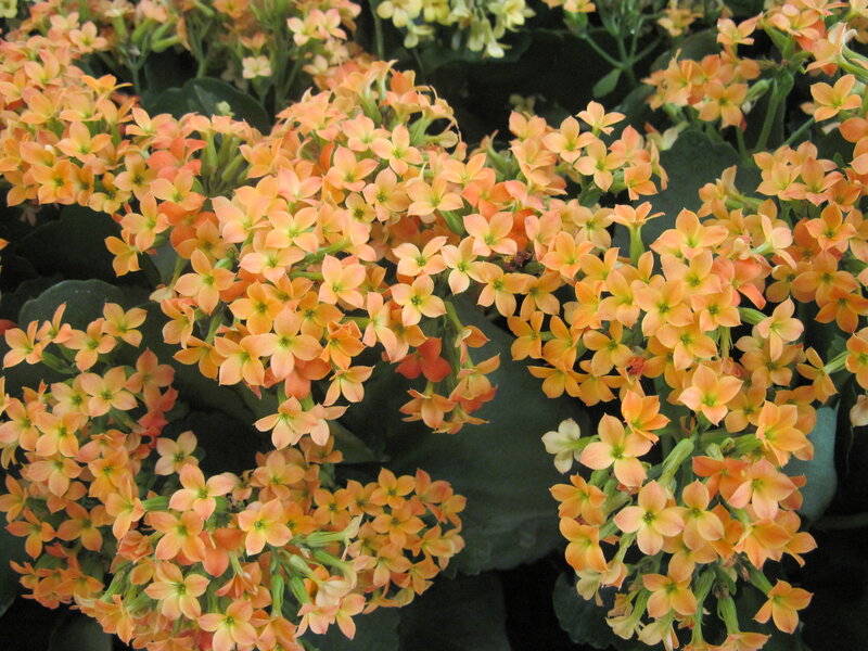 Cluster of Orange Flowers — Calm