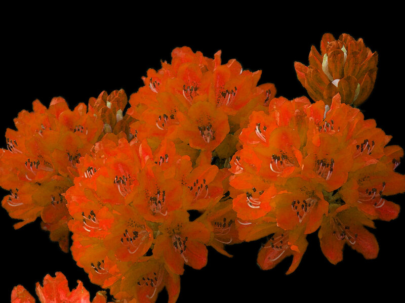 Cluster of Orange Flowers — Dramatic, Painting
