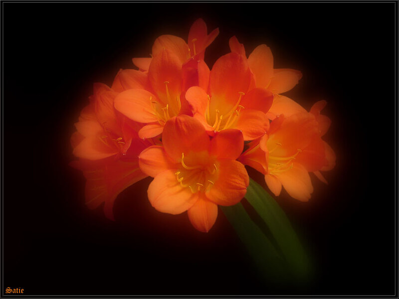 Cluster of Orange Flowers — Dramatic, Photograph