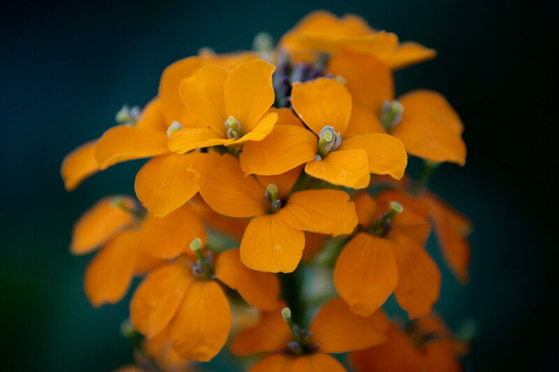 Cluster of Orange Flowers — Dramatic