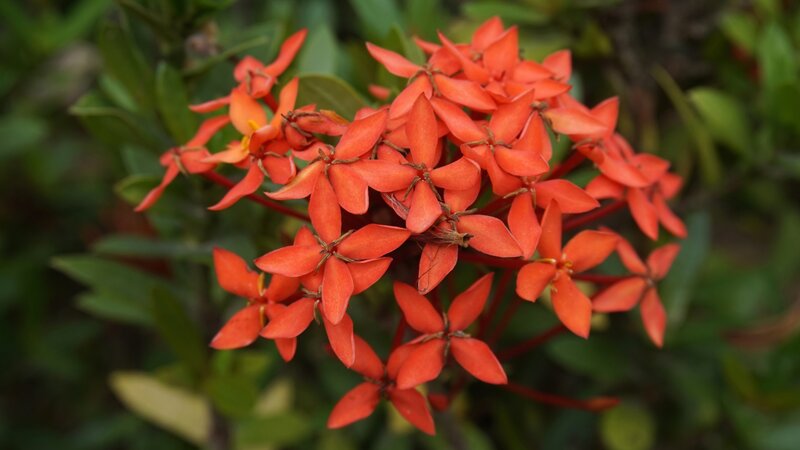Cluster of Orange Flowers — Natural, Photograph, Green Leaves, Flower Buds
