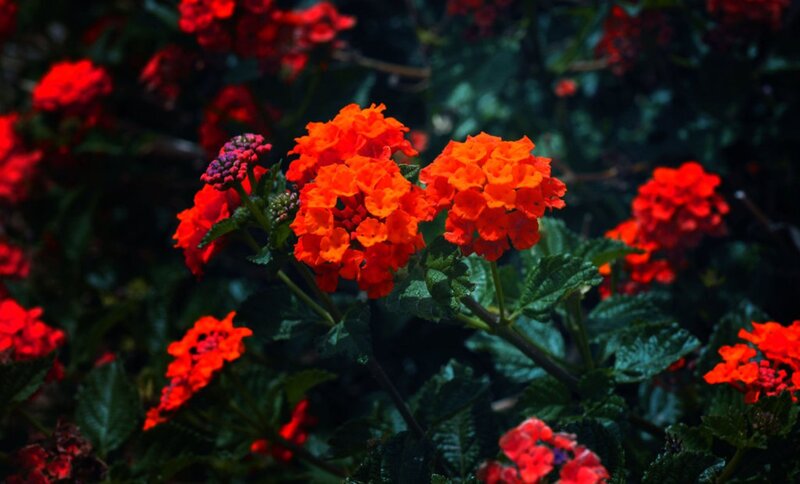 Cluster of Orange Flowers — Natural, Photograph