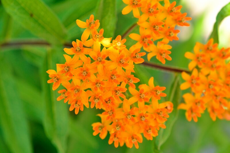 Cluster of Orange Flowers — Natural, Summer, Photograph