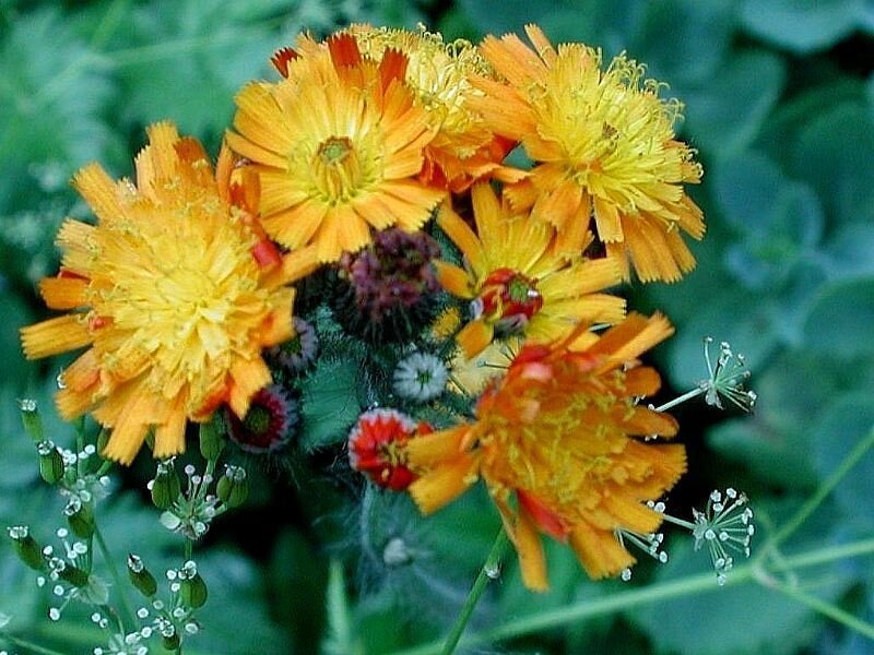 Cluster of Orange Flowers — Natural, Summer