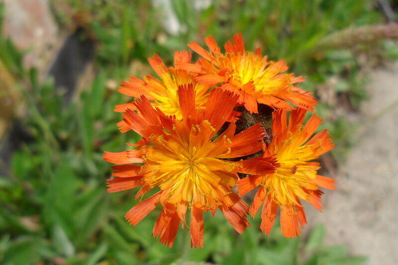 Cluster of Orange Flowers — Natural