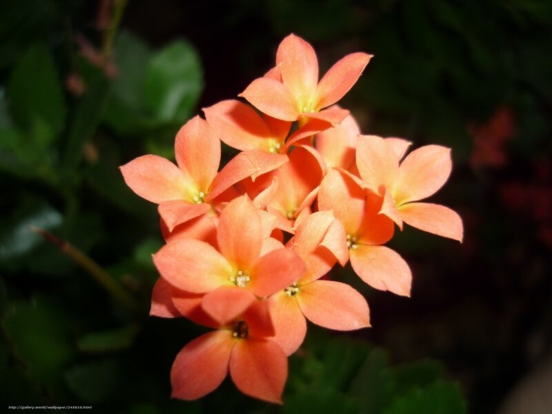 Cluster of Orange Flowers — Serene, Afternoon, Photograph