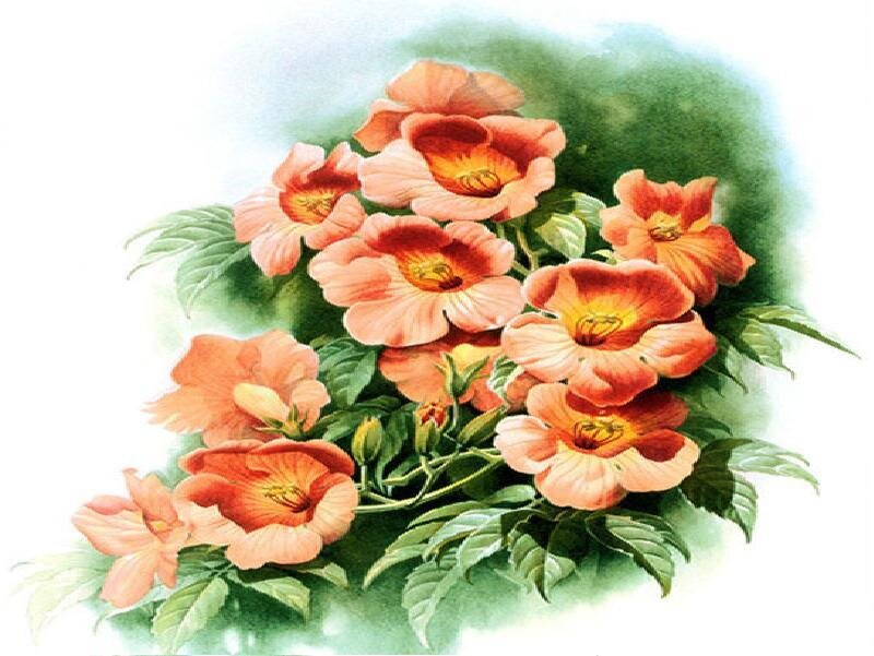 Cluster of Orange Flowers — Serene