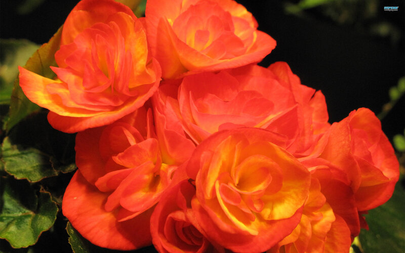 Cluster of Orange Flowers — Vibrant, Photograph, Green Leaves
