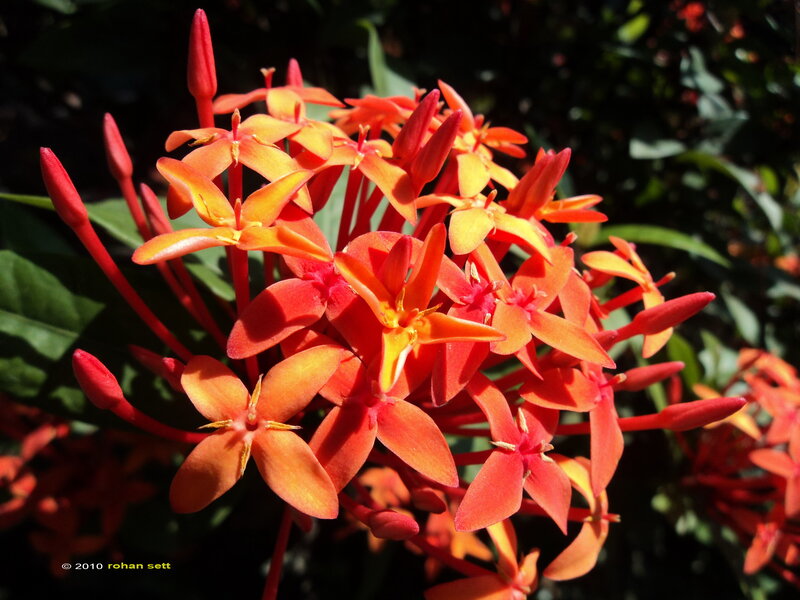 Cluster of Orange Flowers — Vibrant