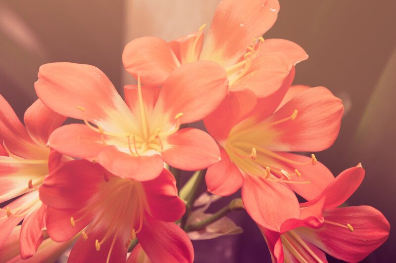 Cluster of Orange Flowers — Warm