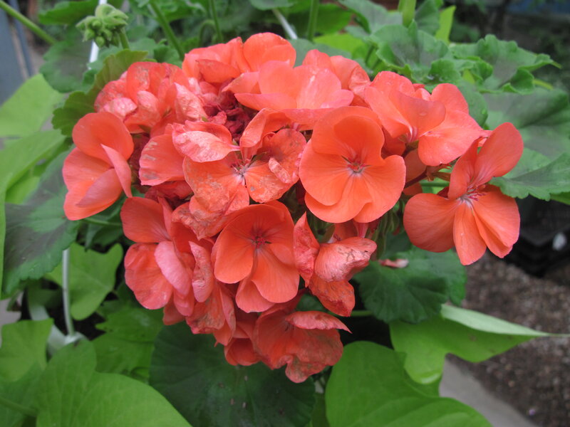 Cluster of Orange Geraniums — Calm