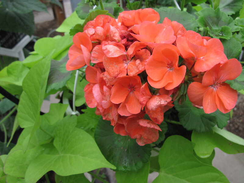 Cluster of Orange Geraniums — Natural