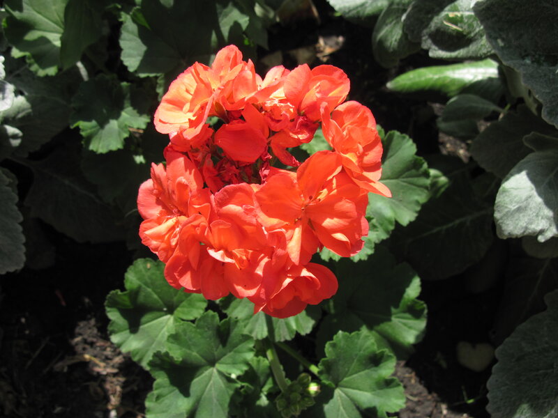 Cluster of Orange Geraniums