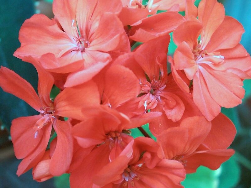 Cluster of Orange Geraniums — Vibrant, Photograph