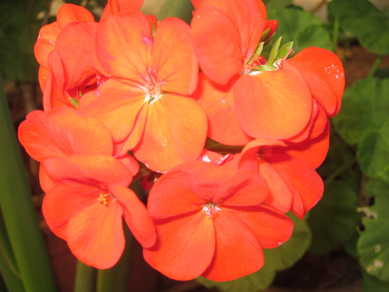 Cluster of Orange Geraniums — Vibrant