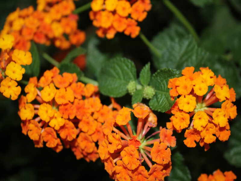 Cluster of Orange Lantana Flowers