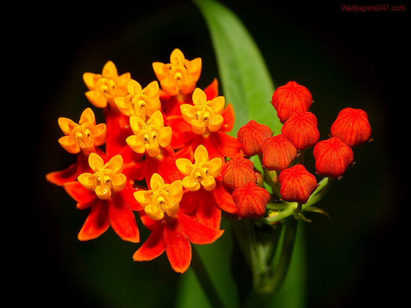Cluster of Orange Milkweed Flowers — Dramatic