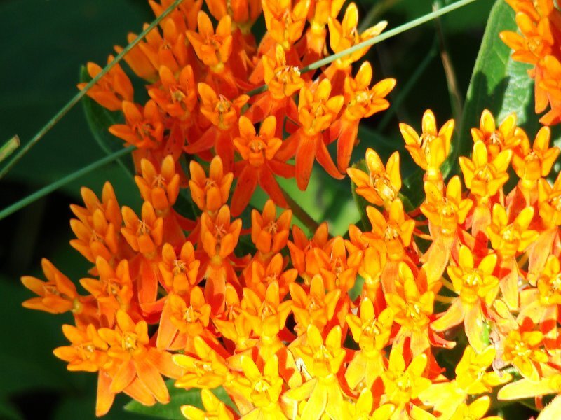 Cluster of Orange Milkweed Flowers — Vibrant, Afternoon