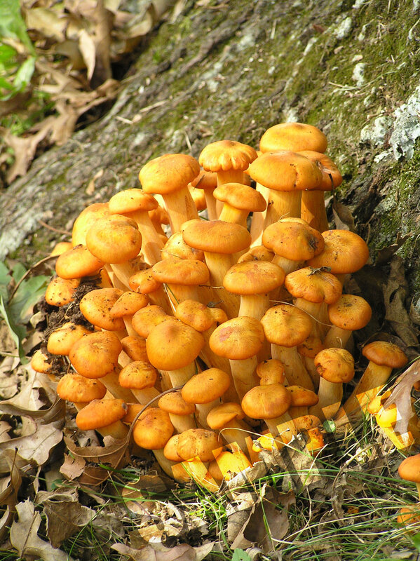 cluster of orange mushrooms