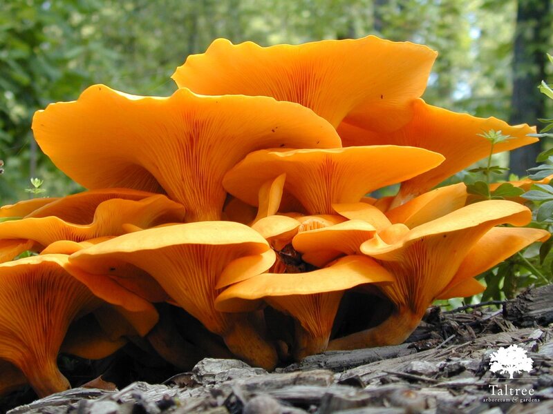 cluster of orange mushrooms