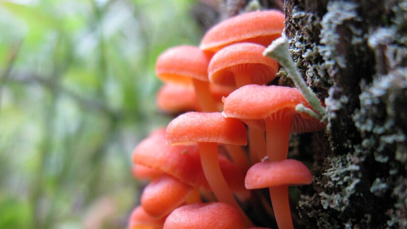 cluster of orange mushrooms