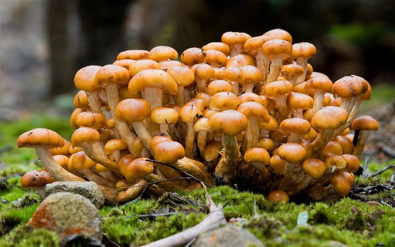 cluster of orange mushrooms