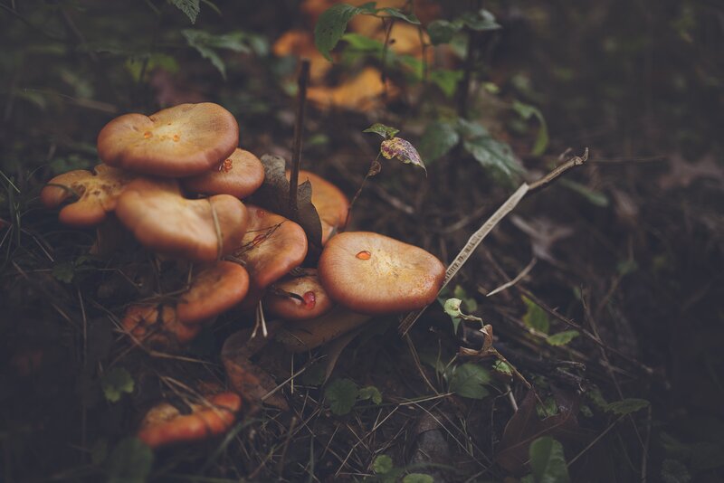 Cluster of Orange Mushrooms — Brown