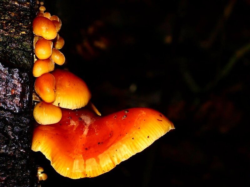 Cluster of Orange Mushrooms — Dramatic