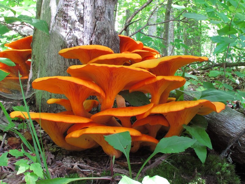 Cluster of Orange Mushrooms — Natural, Afternoon