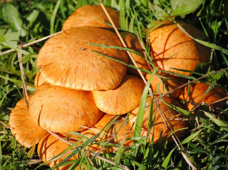 Cluster of Orange Mushrooms — Natural