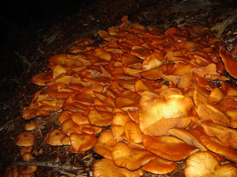 cluster of orange mushrooms
