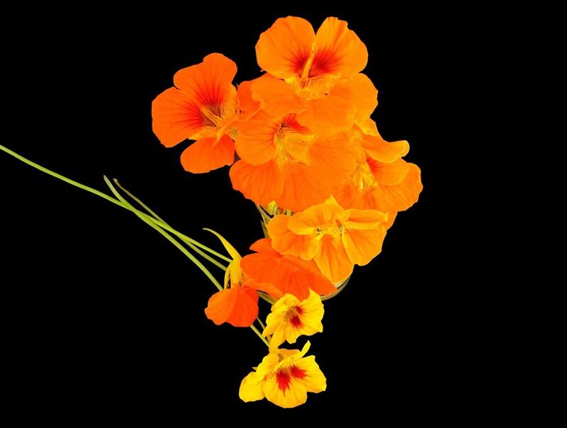 cluster of orange nasturtium flowers