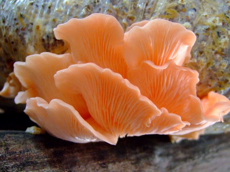 cluster of orange oyster mushrooms