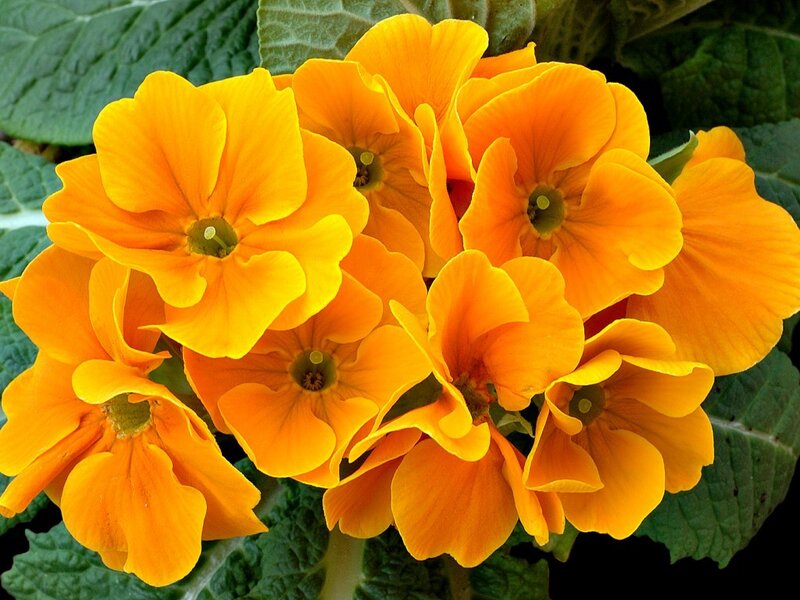 Cluster of Orange Primroses