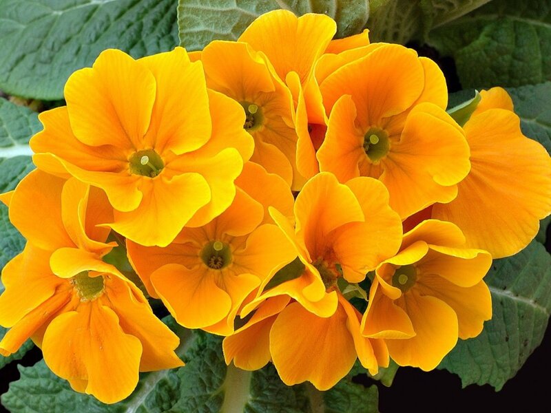 Cluster of Orange Primroses — Vibrant
