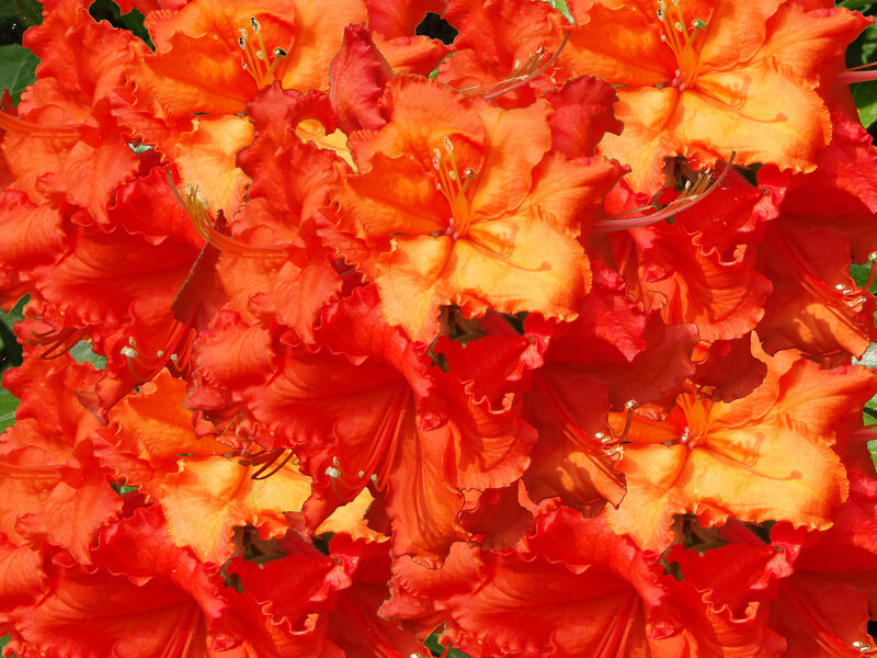 Cluster of Orange Rhododendron Flowers