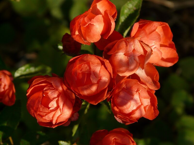 Cluster of Orange Roses — Serene