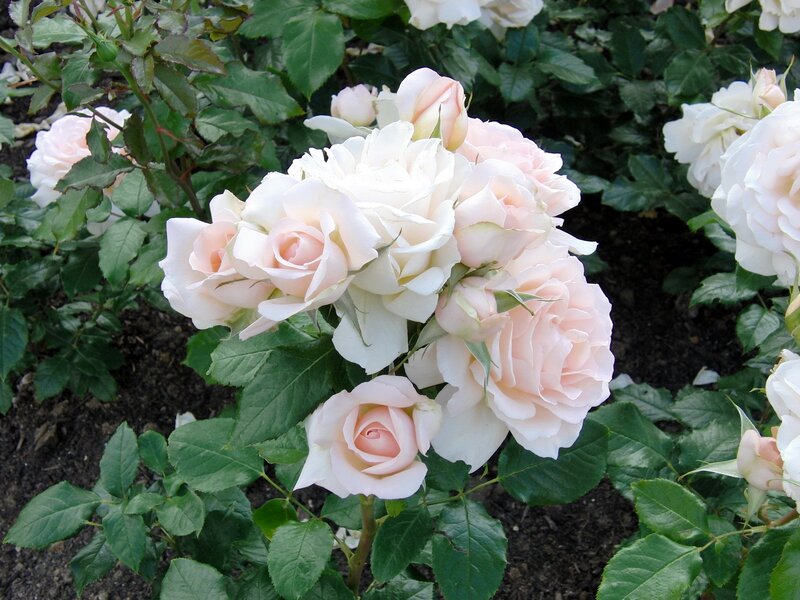 cluster of pale pink roses