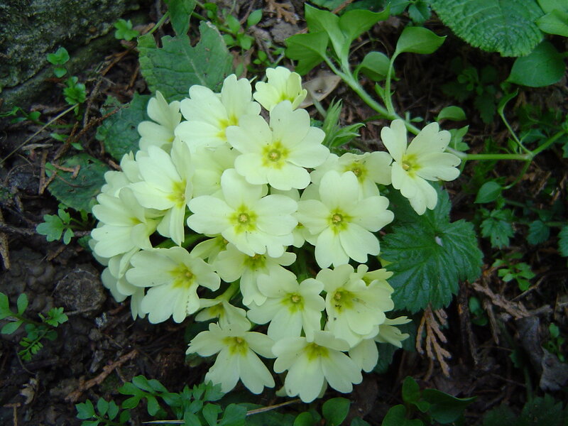 Cluster of Pale Yellow Flowers