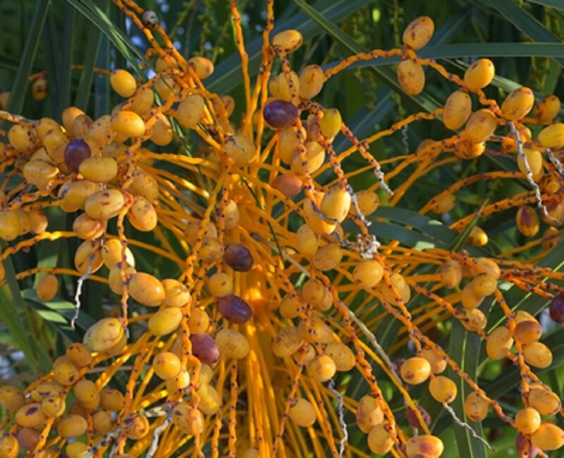 Cluster of Palm Fruits