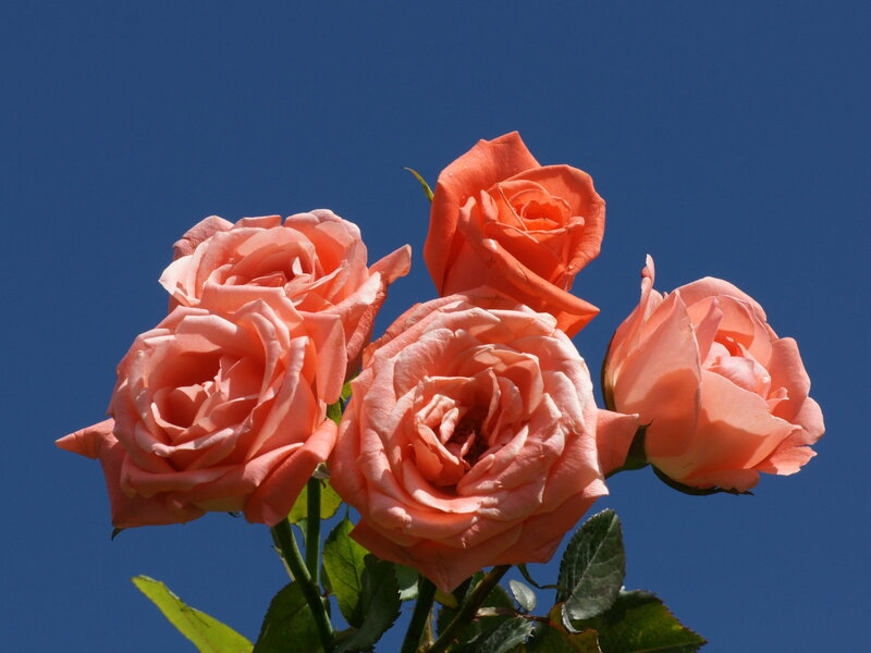 Cluster of Peach Roses — Serene, Afternoon, Photograph