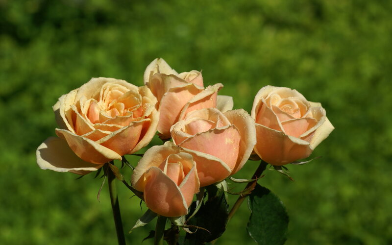 Cluster of Peach Roses — Serene, Morning, Photograph