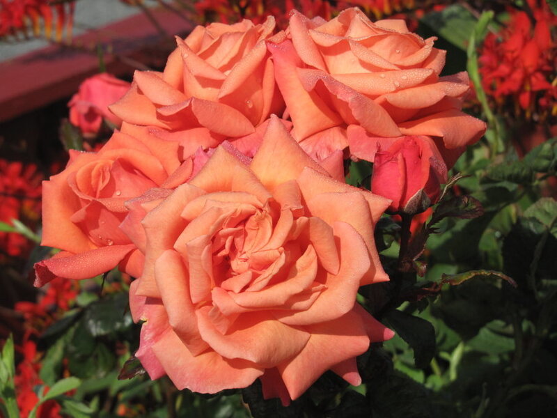 Cluster of Peach Roses — Serene