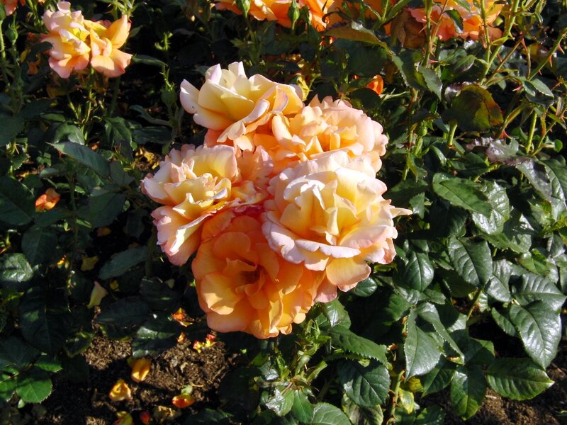 cluster of peach roses