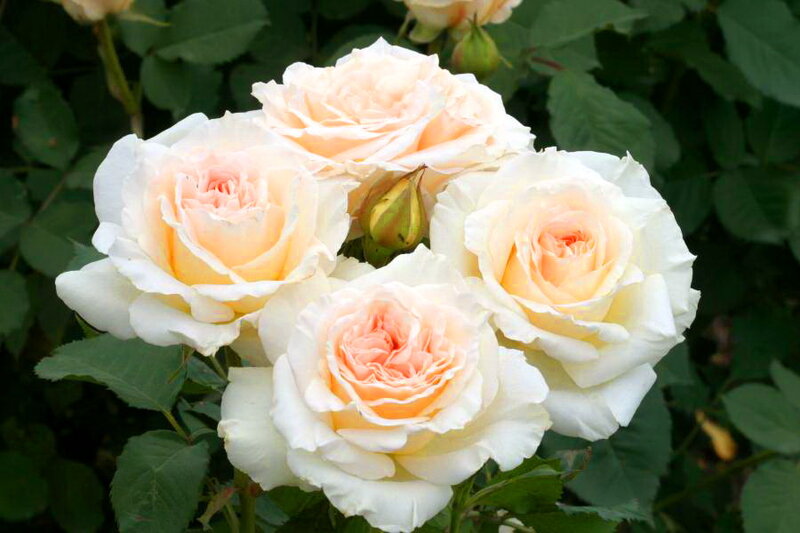 Cluster of Peach Roses — White