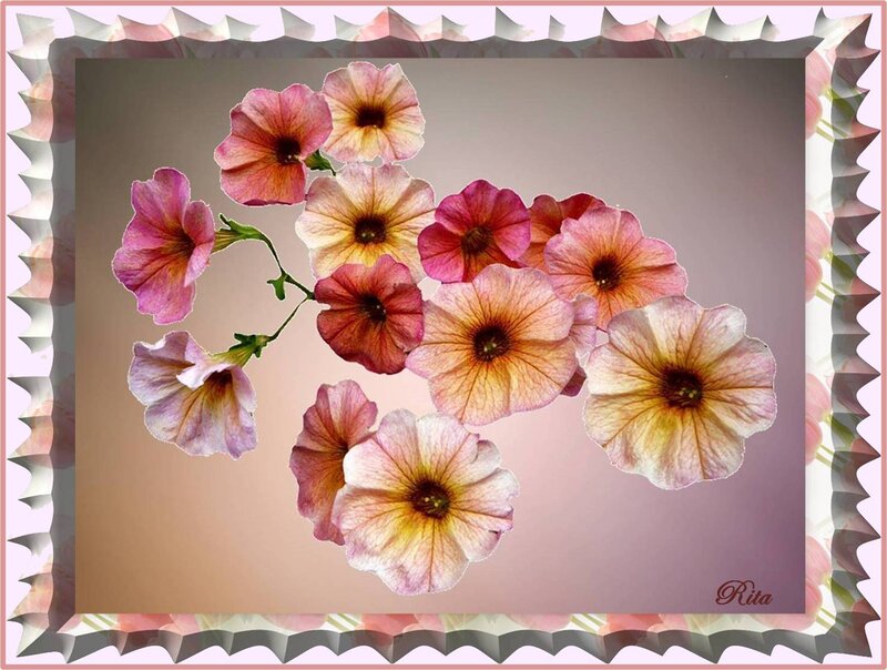Cluster of Petunia Flowers