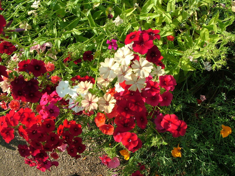 Cluster of Phlox Flowers